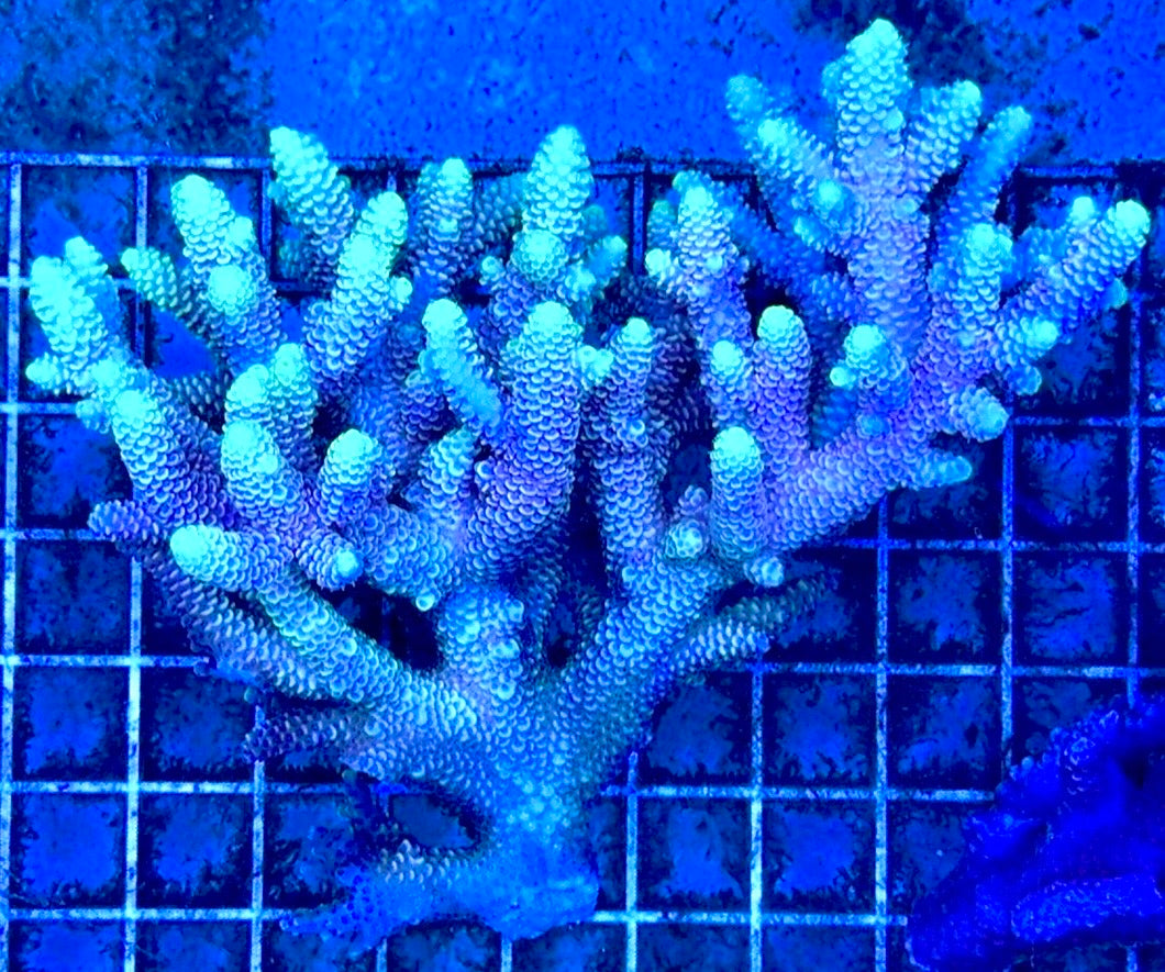 Acropora Millepora Mother Colony AMC112102 WYSIWYG Size: L 5" x W 4.5"