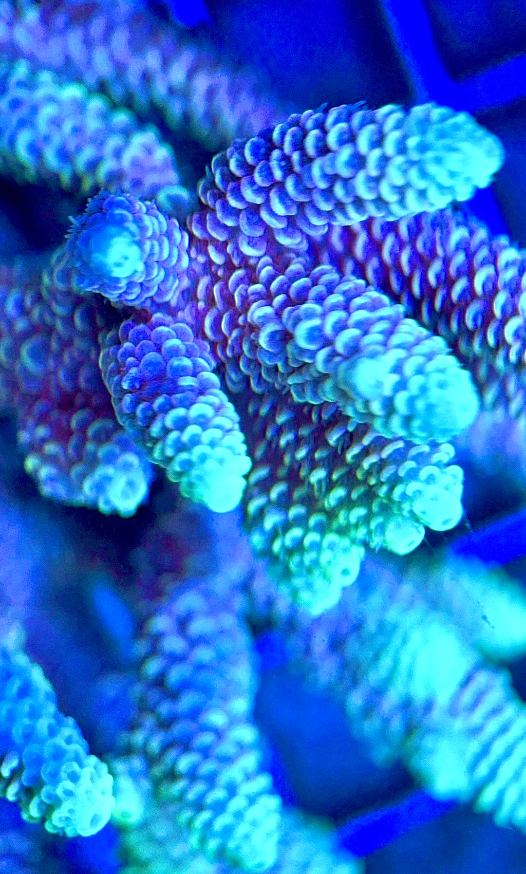 Acropora Millepora Mother Colony AMC112102 WYSIWYG Size: L 5" x W 4.5"