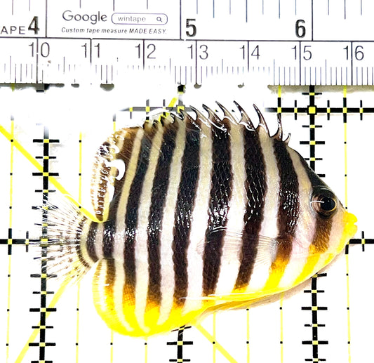 Multibar Angelfish MA072101 WYSIWYG Size: L 2.25" approx
