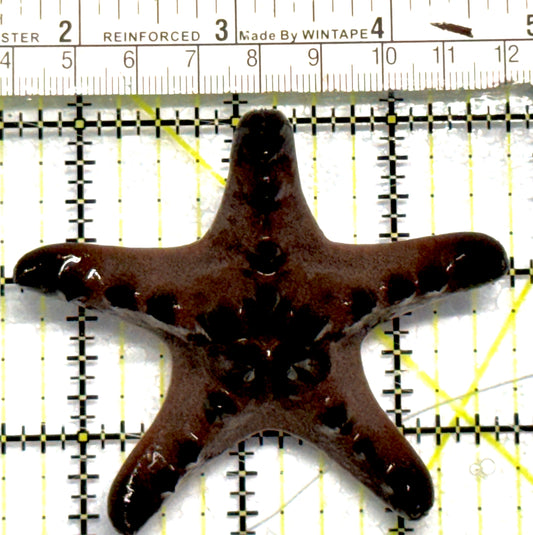 Chocolate Chip Starfish CCS101001 WYSIWYG Size: M 3" approx