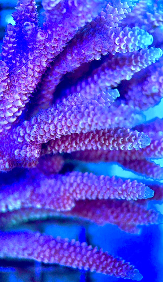 Acropora Millepora Mother Colony AMC112101 WYSIWYG Size: L 4" x W 6"