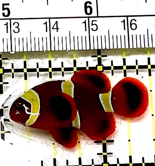 Gold Bar Maroon Clownfish Bali Grade A (Wild Caught) GBMCBGA072102 WYSIWYG Size: M 1.5" approx