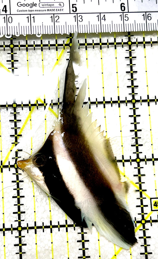 Threeband Pennant Butterflyfish TPB072101 WYSIWYG Size M: 2" approx