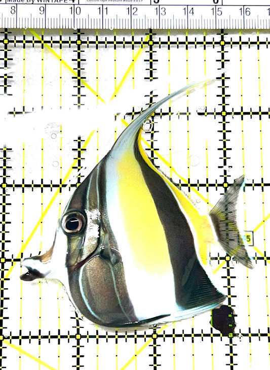 Moorish Idol MI072101 WYSIWYG Size: ML 3.25" approx