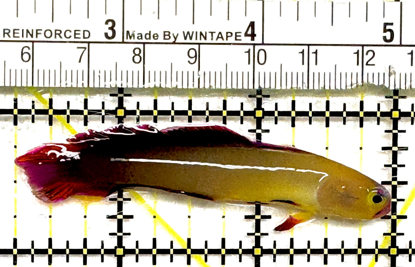 Purple Firefish Goby PFG101001 WYSIWYG Size: M 2.75" approx