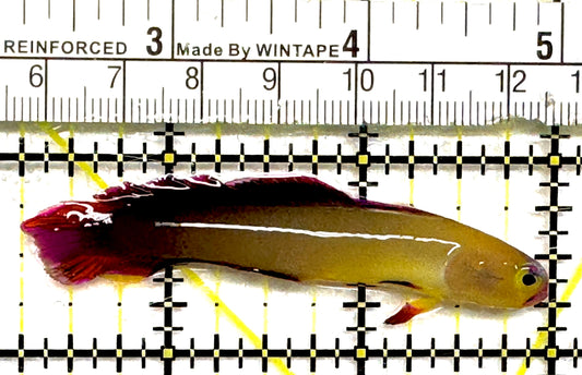 Purple Firefish Goby PFG101001 WYSIWYG Size: M 2.75" approx