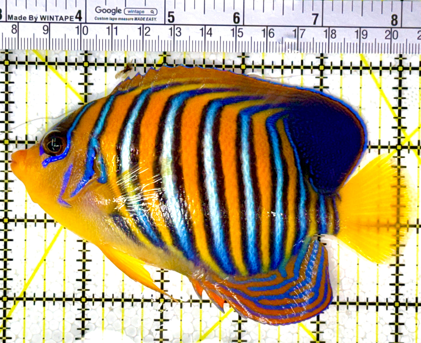 Regal Angelfish Sumatra Yellow Belly (Vibrant Color Indo) RASYB111801 WYSIWYG Size: XL 5.25" approx
