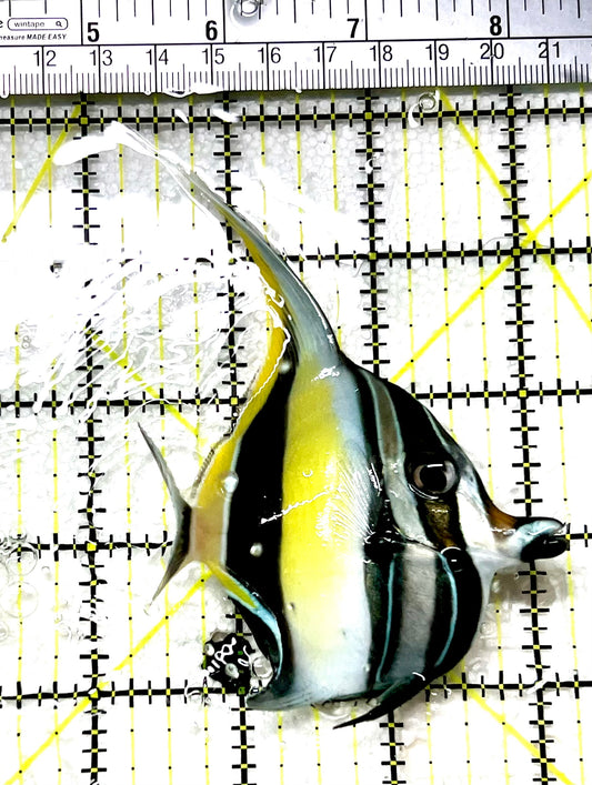 Moorish Idol MI072103 WYSIWYG Size: ML 3" approx