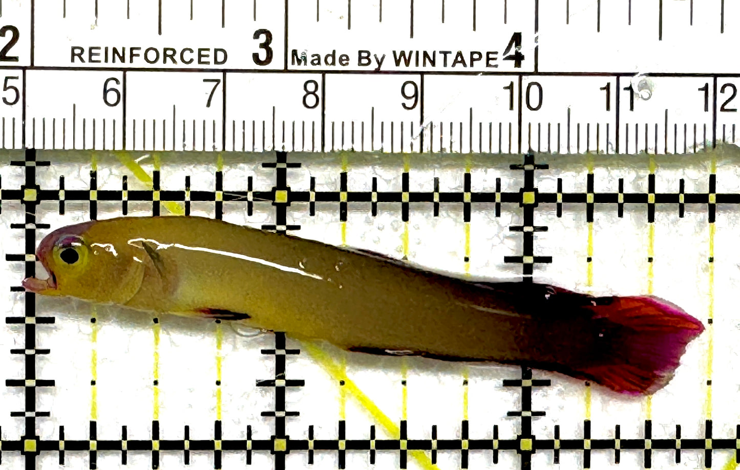 Purple Firefish Goby PFG101001 WYSIWYG Size: M 2.75" approx