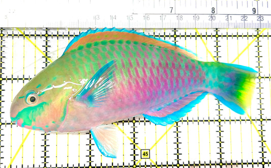Quoyi Greenblotch Parrotfish PP072101 WYSIWYG Size: XL 6" approx