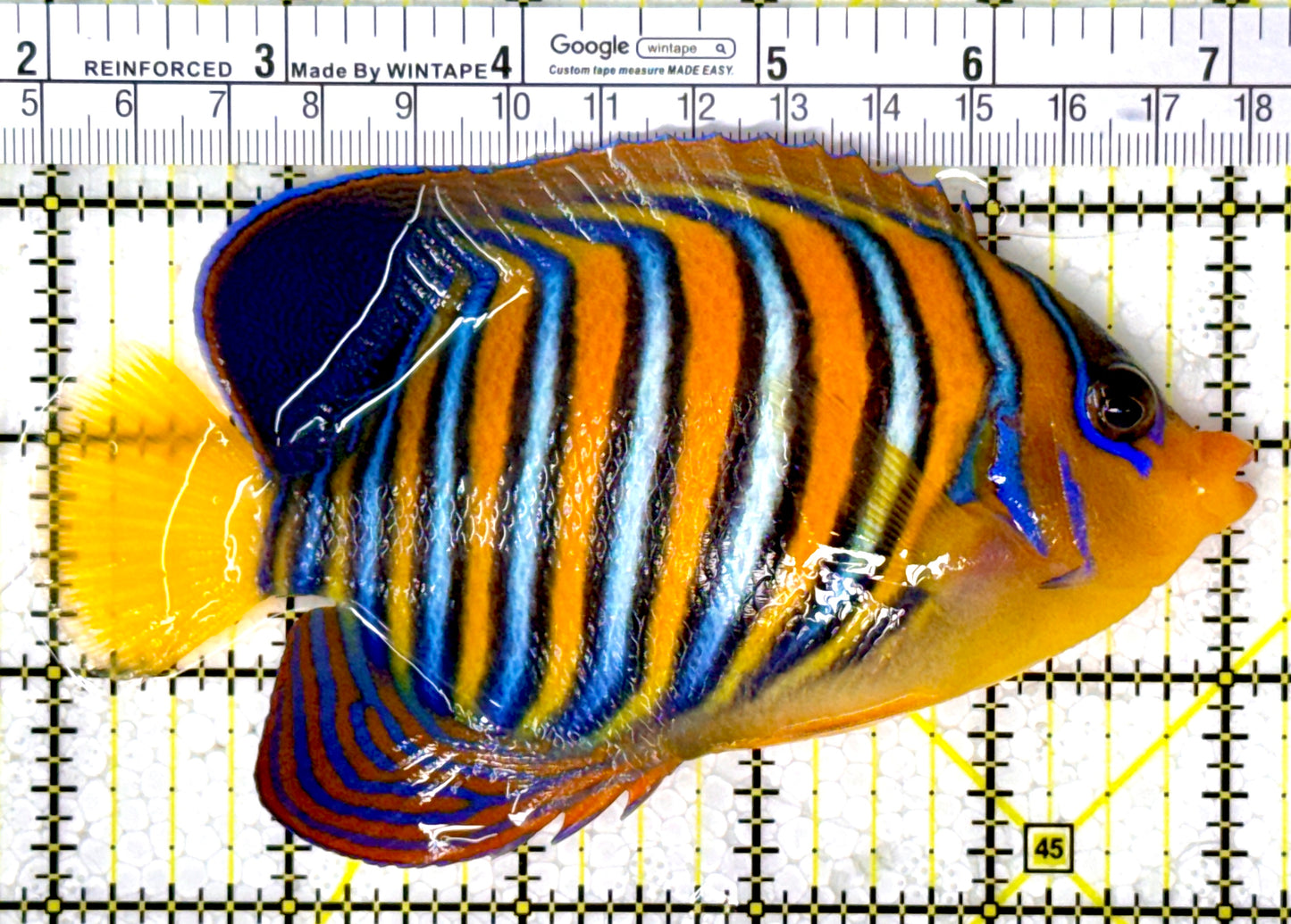 Regal Angelfish Sumatra Yellow Belly (Vibrant Color Indo) RASYB111801 WYSIWYG Size: XL 5.25" approx