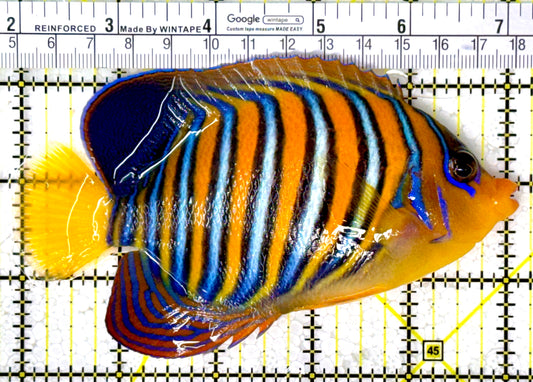 Regal Angelfish Sumatra Yellow Belly (Vibrant Color Indo) RASYB111801 WYSIWYG Size: XL 5.25" approx