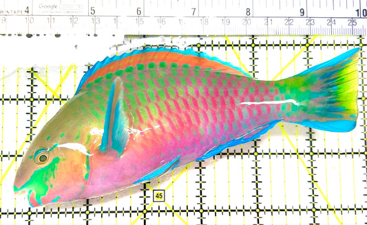 Quoyi Greenblotch Parrotfish PP072102 WYSIWYG Size: XXL 6.25" approx