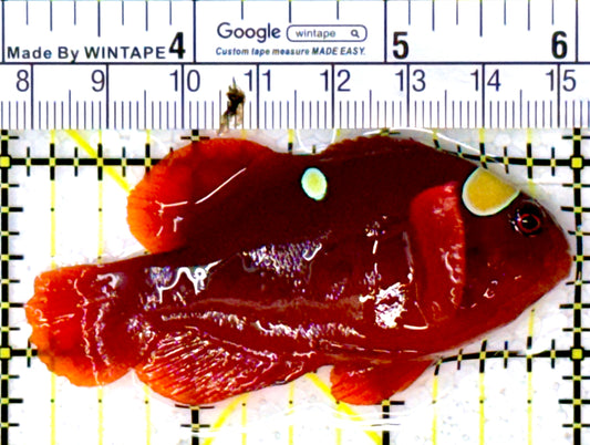 Gold Bar Maroon Clownfish Bali Grade A (Wild Caught) GBMCBGA111801 WYSIWYG Size: L 3" approx
