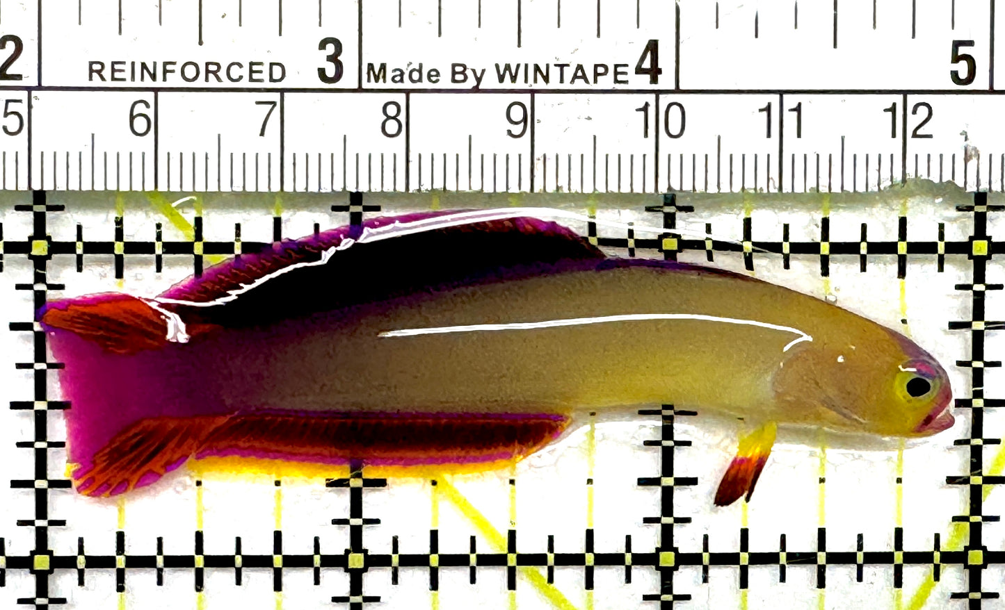 Purple Firefish Goby PFG101002 WYSIWYG Size: M 3" approx