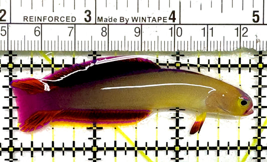 Purple Firefish Goby PFG101002 WYSIWYG Size: M 3" approx