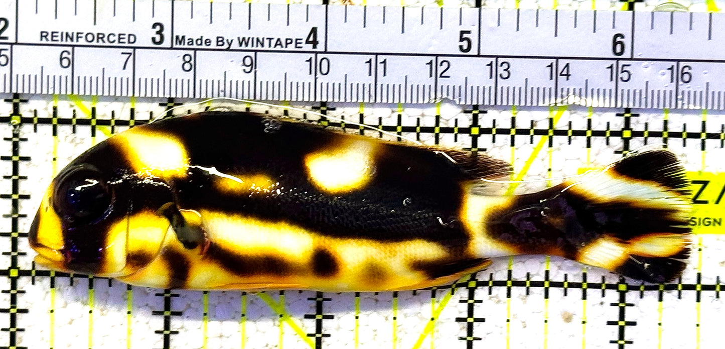 Oriental Sweetlips OS021101 WYSIWYG Size: L 4.5" approx