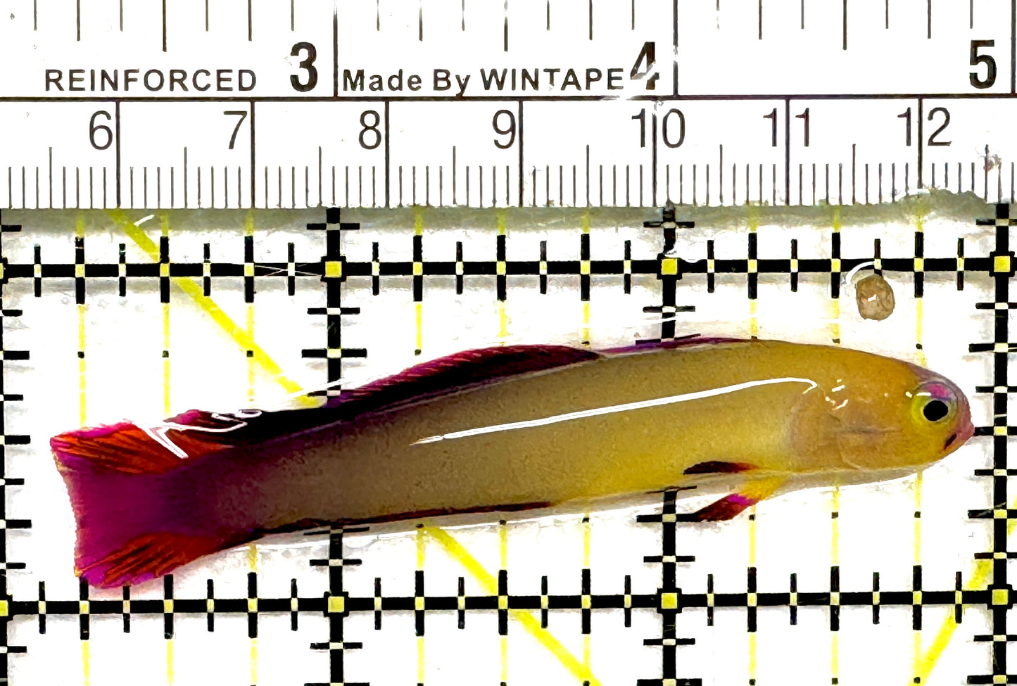 Purple Firefish Goby PFG101003 WYSIWYG Size: M 2.75" approx