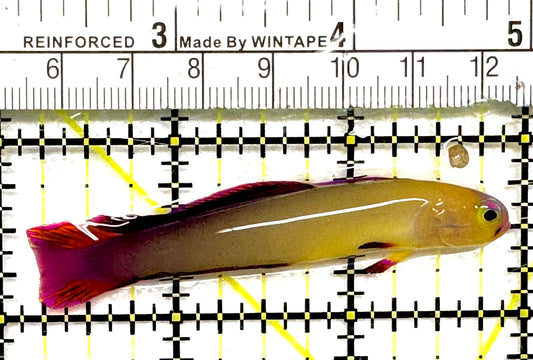 Purple Firefish Goby PFG101003 WYSIWYG Size: M 2.75" approx