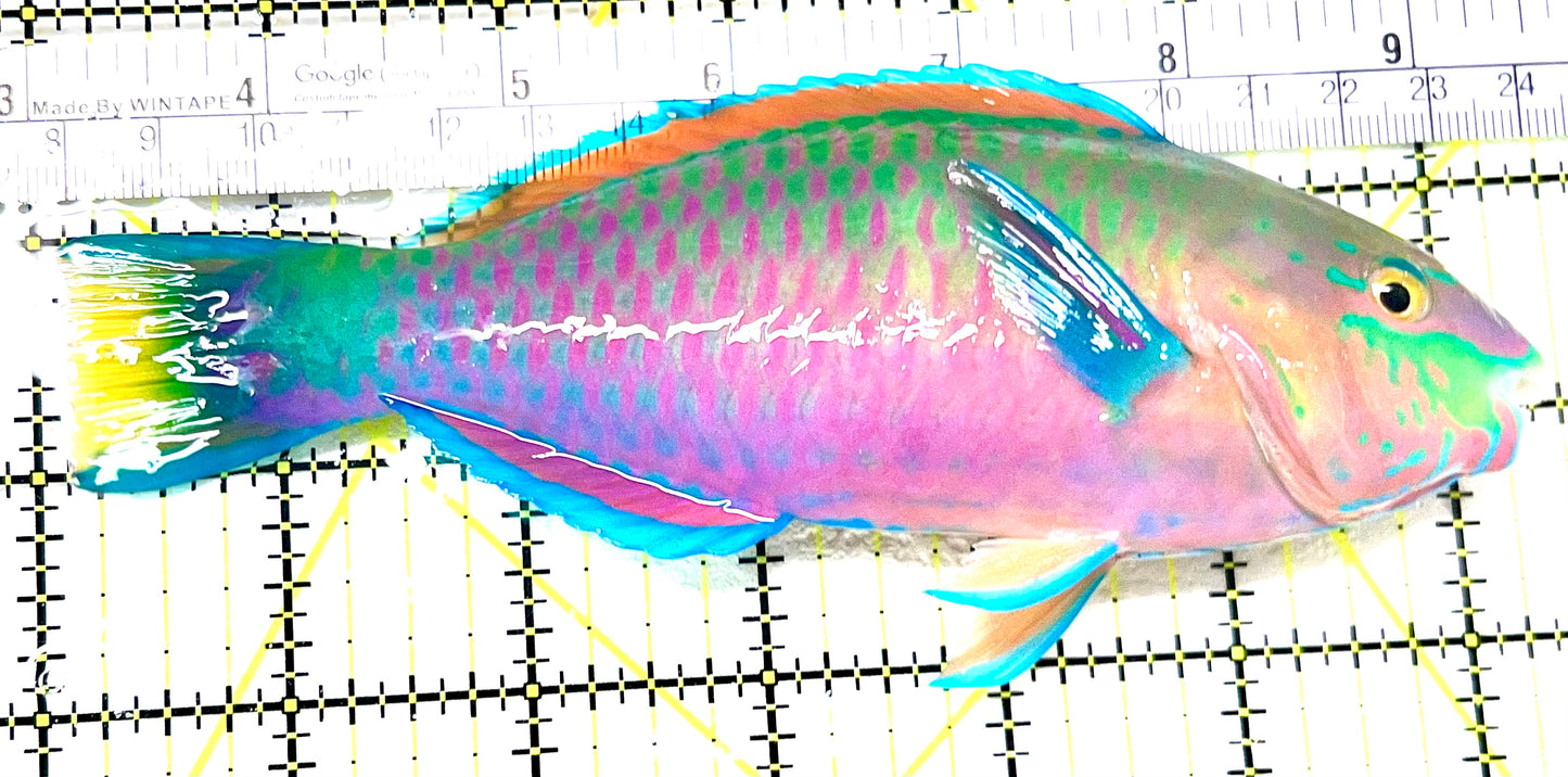 Quoyi Greenblotch Parrotfish PP072104 WYSIWYG Size: XXL 6.5" approx
