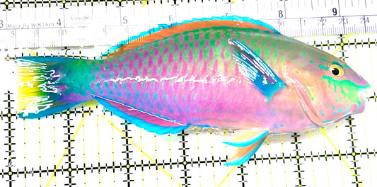 Quoyi Greenblotch Parrotfish PP072104 WYSIWYG Size: XXL 6.5" approx