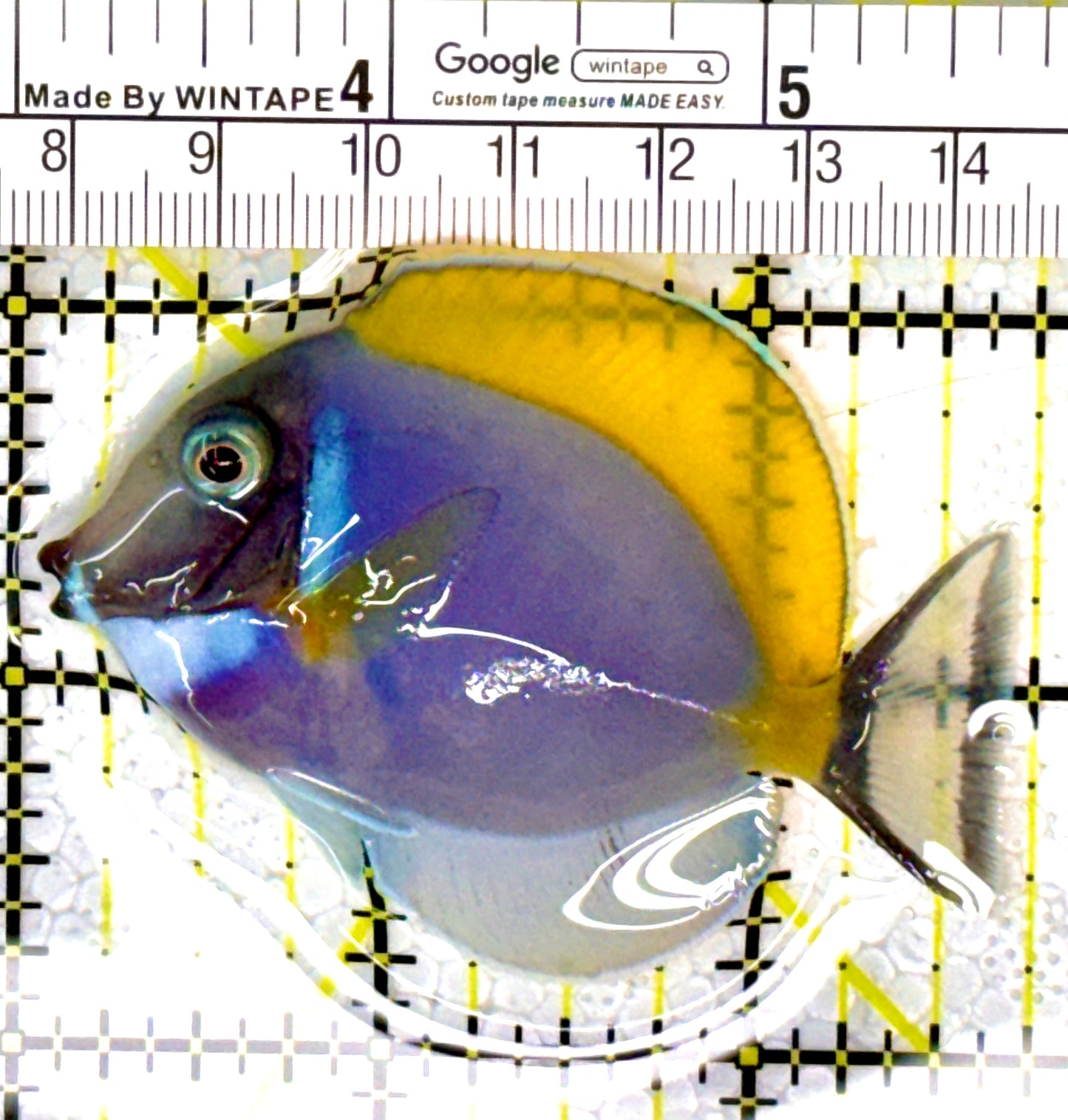 Powder Blue Tang PBT111801 WYSIWYG Size: S 2.75" approx