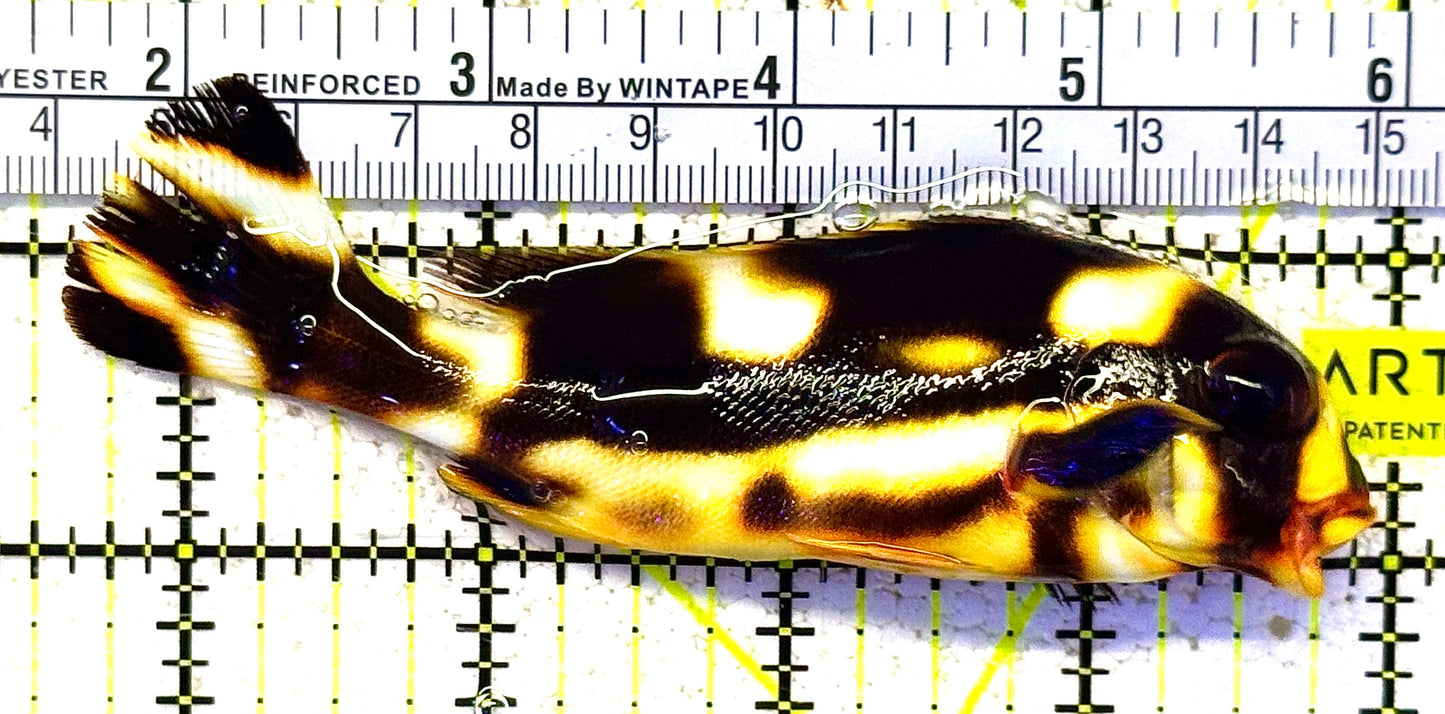 Oriental Sweetlips OS021101 WYSIWYG Size: L 4.5" approx