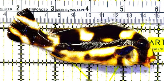 Oriental Sweetlips OS021101 WYSIWYG Size: L 4.5" approx