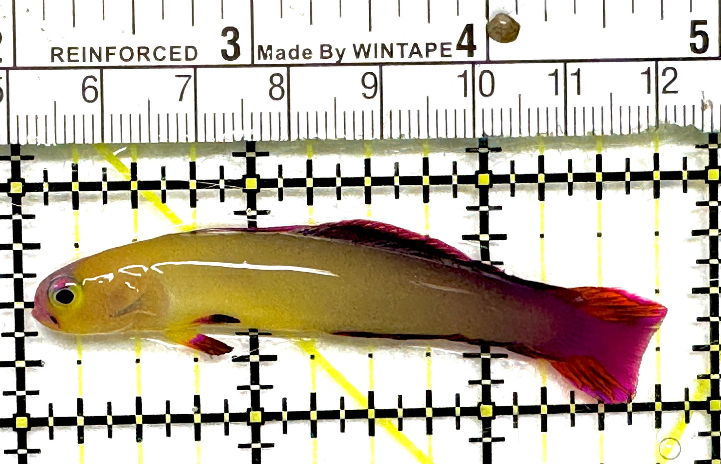 Purple Firefish Goby PFG101003 WYSIWYG Size: M 2.75" approx