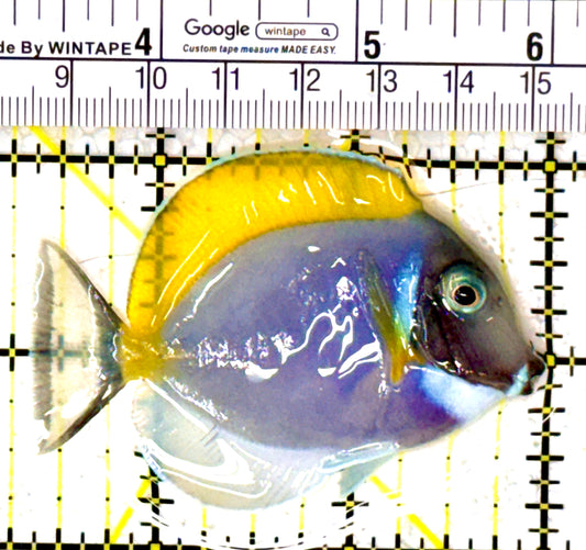 Powder Blue Tang PBT111801 WYSIWYG Size: S 2.75" approx