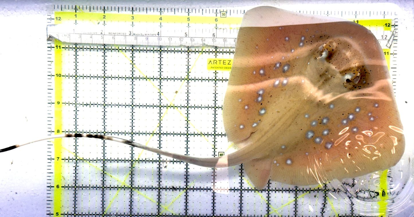 Kuhl's Masked Blue Spotted Sting Ray (Triangular Body Shape) KMBSSR101101 WYSIWYG Size: M 14" approx