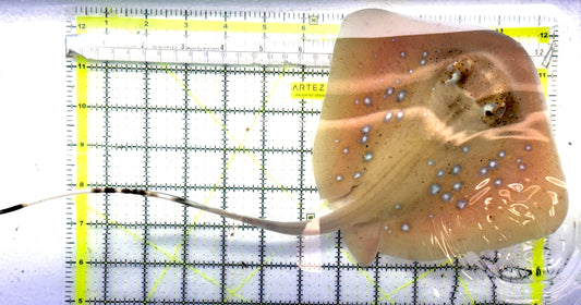 Kuhl's Masked Blue Spotted Sting Ray (Triangular Body Shape) KMBSSR101101 WYSIWYG Size: M 14" approx