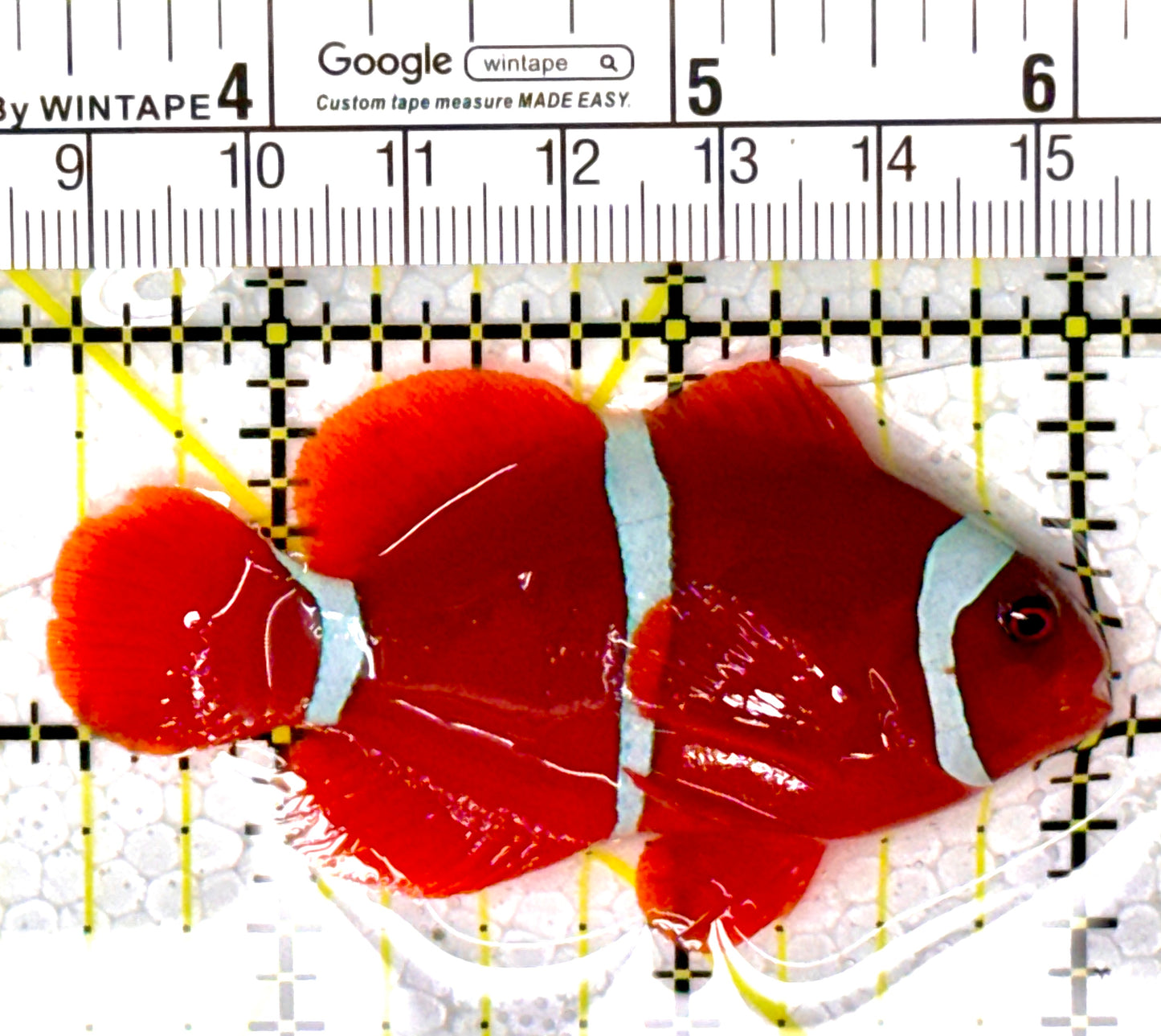 White Stripe Maroon Clownfish WSMC111801 WYSIWYG Size: M 2.75" approx