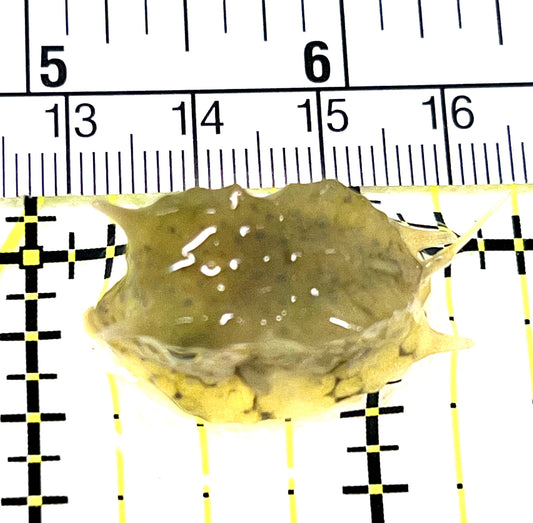 Longhorn Cowfish LC072202 WYSIWYG Size: S 1.25" approx