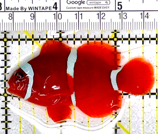 White Stripe Maroon Clownfish WSMC111801 WYSIWYG Size: M 2.75" approx