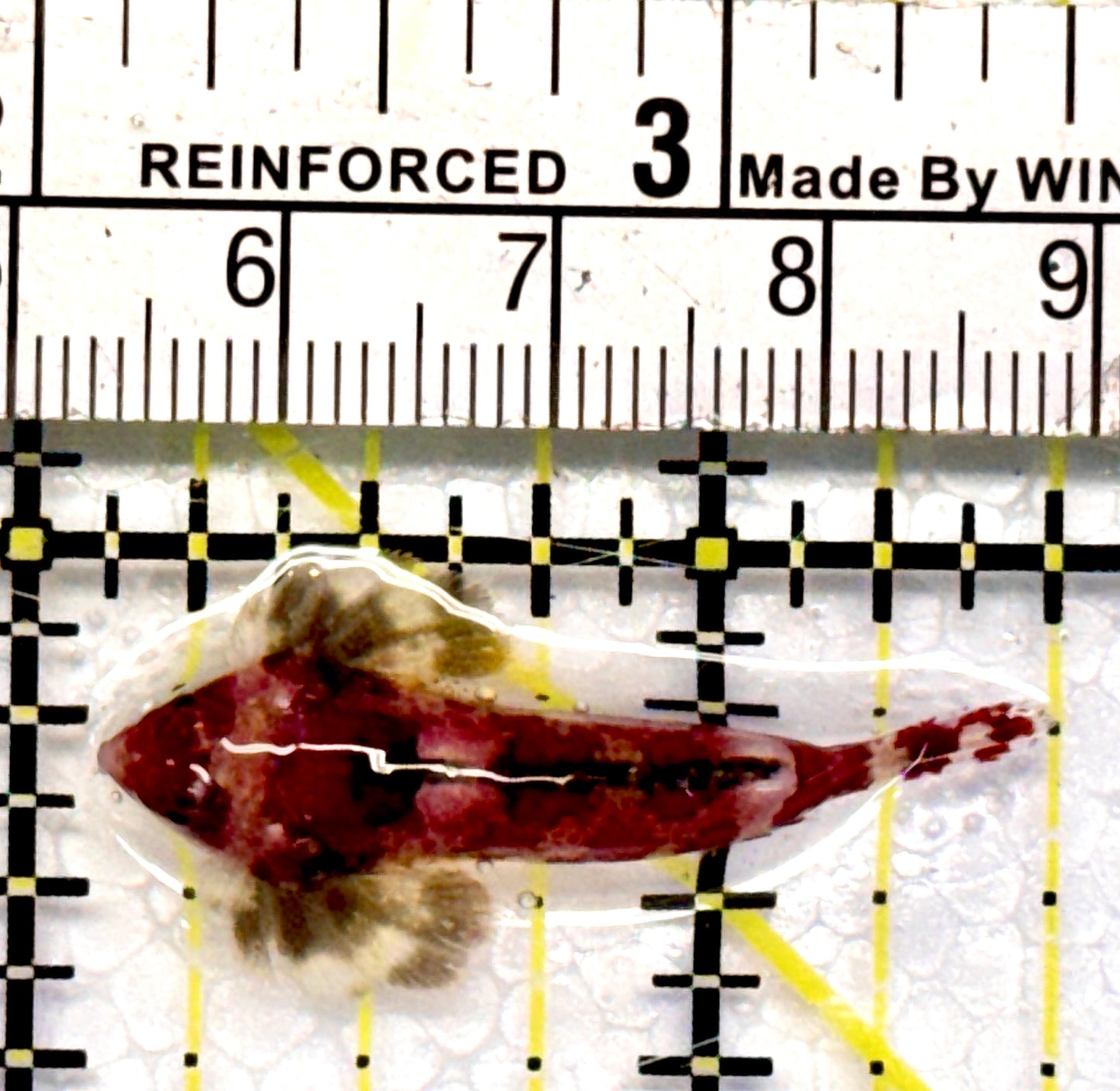 Red Scooter Dragonet RSD101101 WYSIWYG Size: S 1.5"