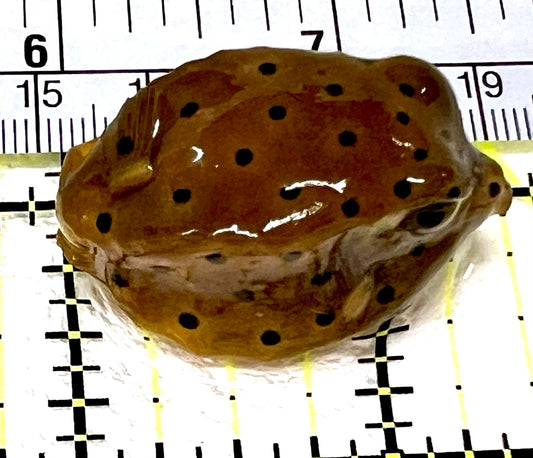 Yellow Polka Dot Boxfish YPDB072201 WYSIWYG Size: S 1.5" approx