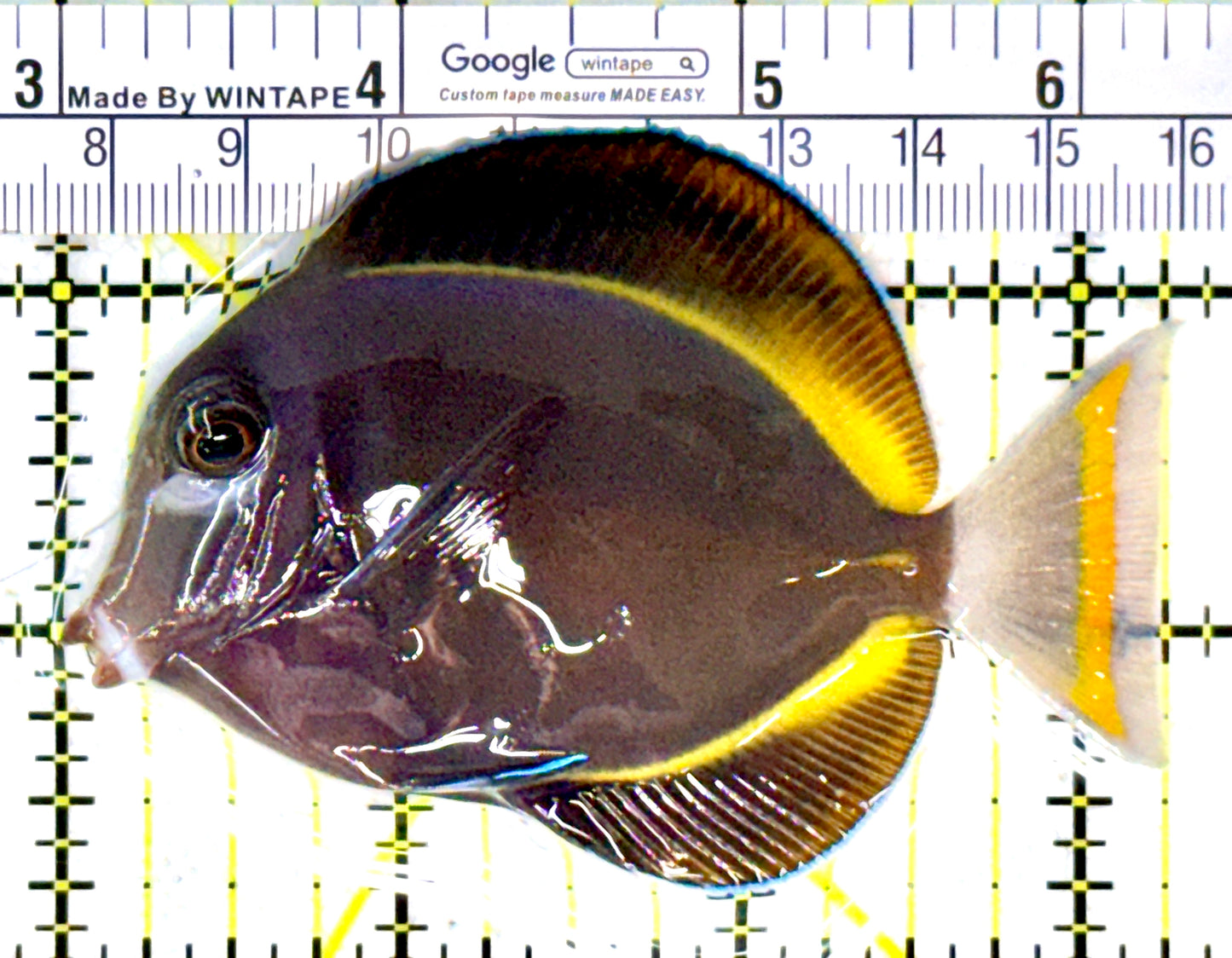 Gold Rim Tang GRT111801 WYSIWYG Size: ML 3.25" approx