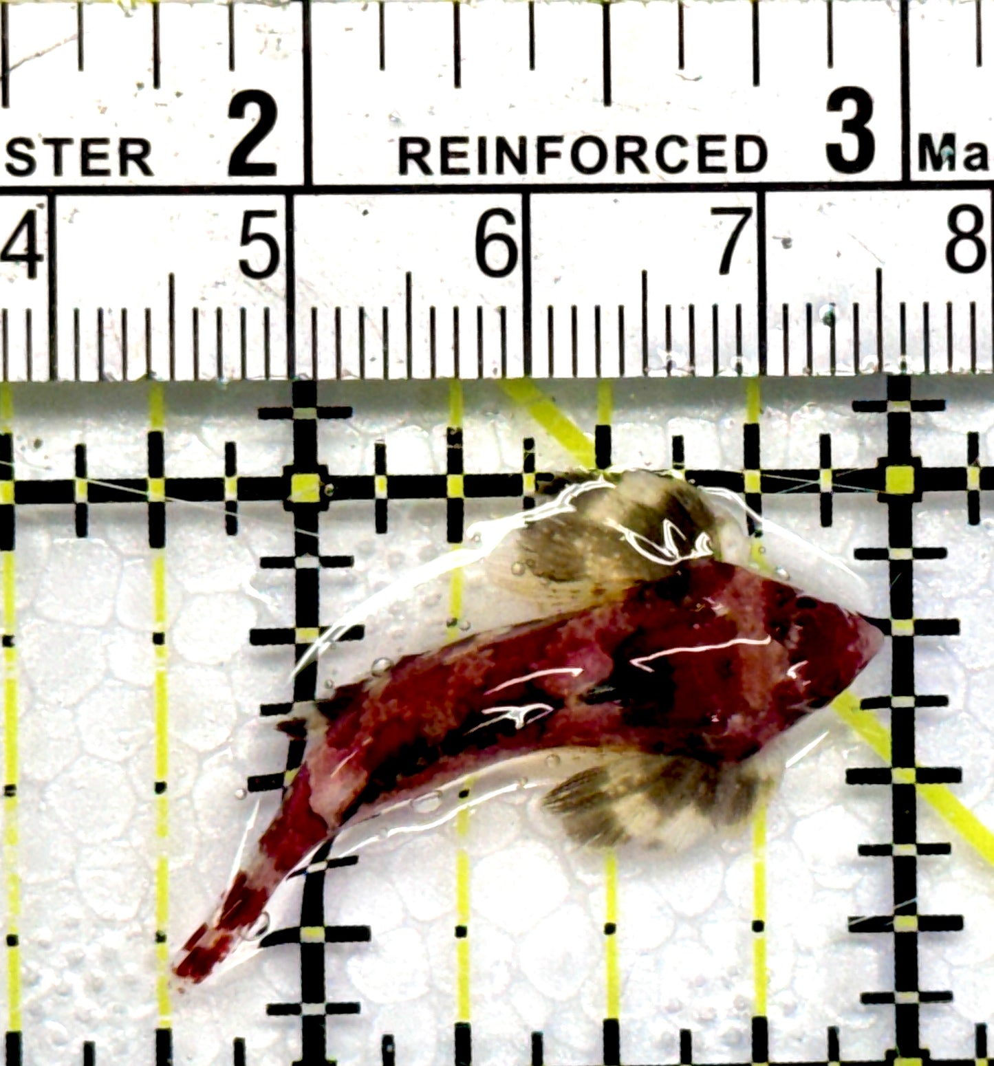 Red Scooter Dragonet RSD101101 WYSIWYG Size: S 1.5"