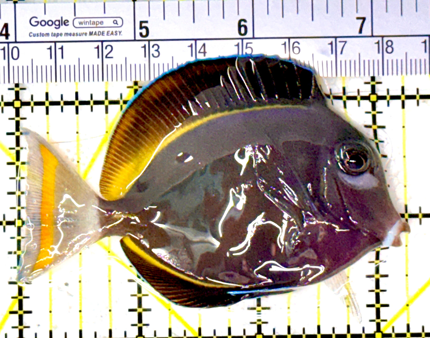 Gold Rim Tang GRT111801 WYSIWYG Size: ML 3.25" approx