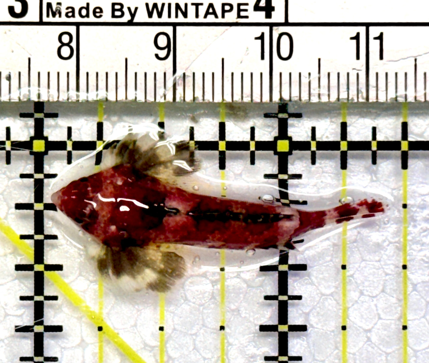 Red Scooter Dragonet RSD101102 WYSIWYG Size: S 1.5"