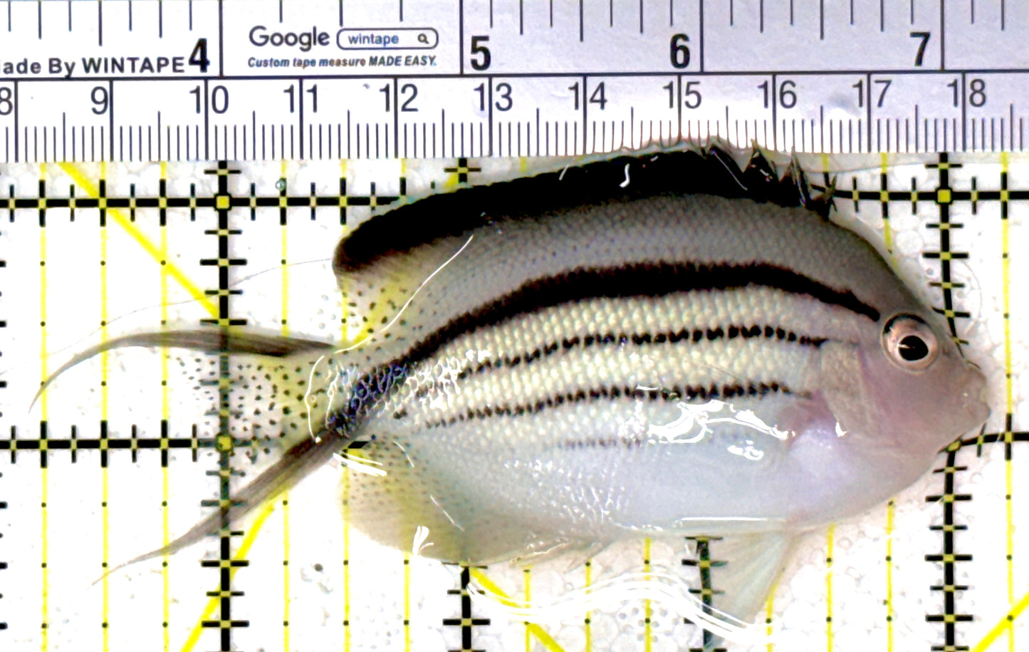 Lamarck Angelfish Female LAF111801 WYSIWYG Size: L 4" approx