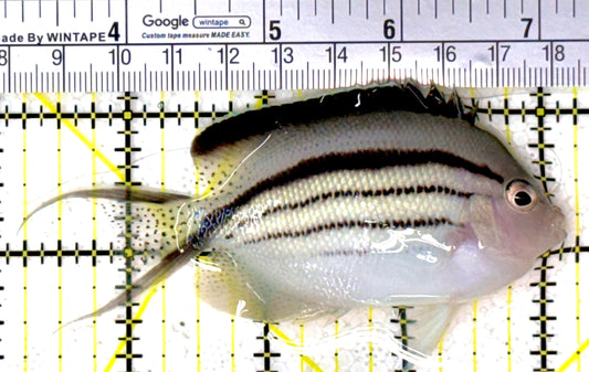 Lamarck Angelfish Female LAF111801 WYSIWYG Size: L 4" approx