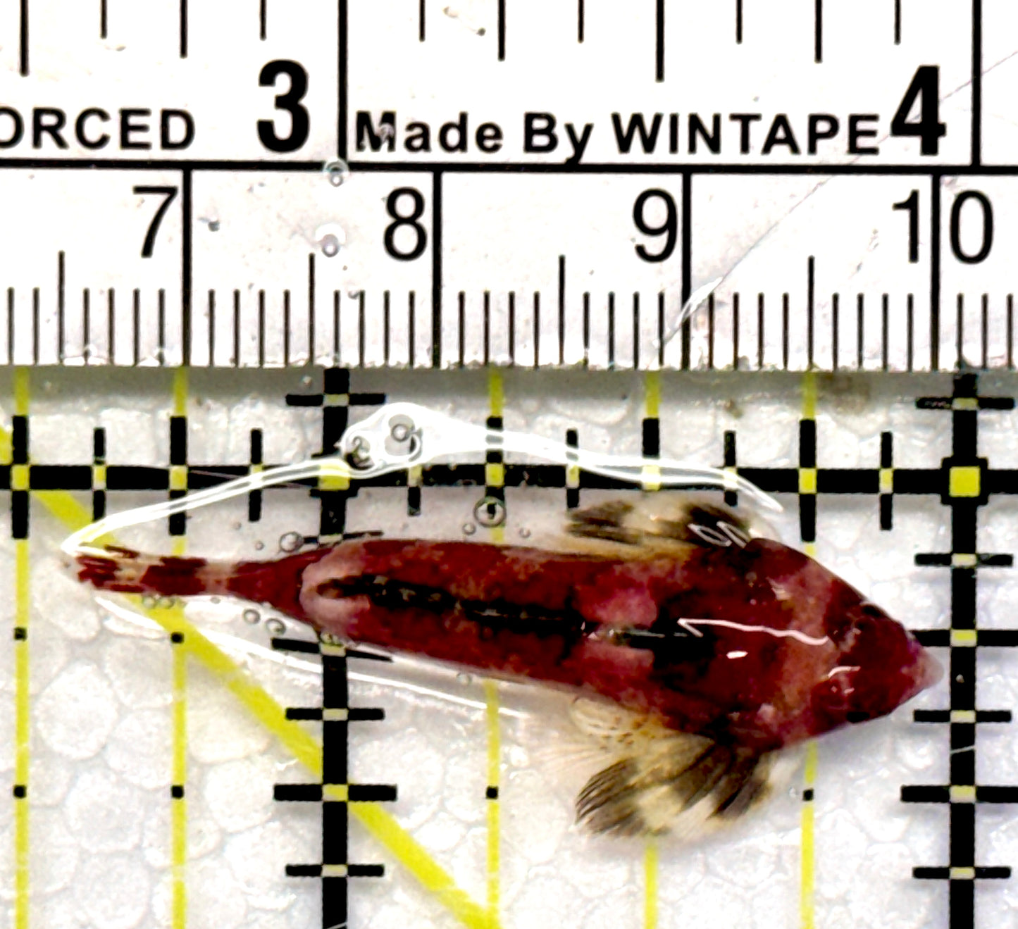 Red Scooter Dragonet RSD101102 WYSIWYG Size: S 1.5"