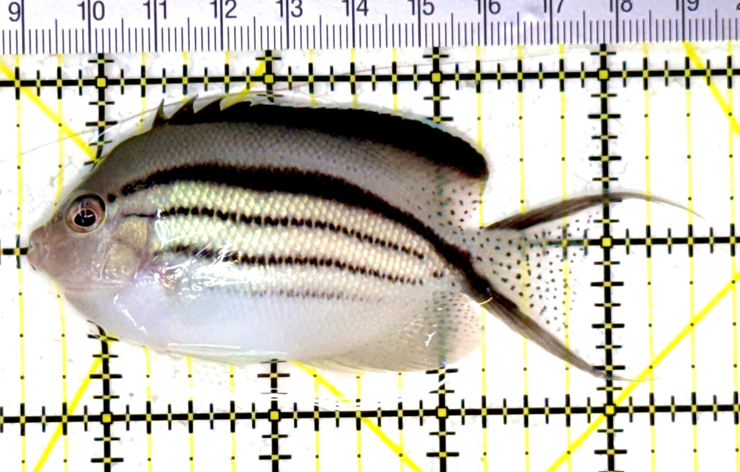 Lamarck Angelfish Female LAF111801 WYSIWYG Size: L 4" approx