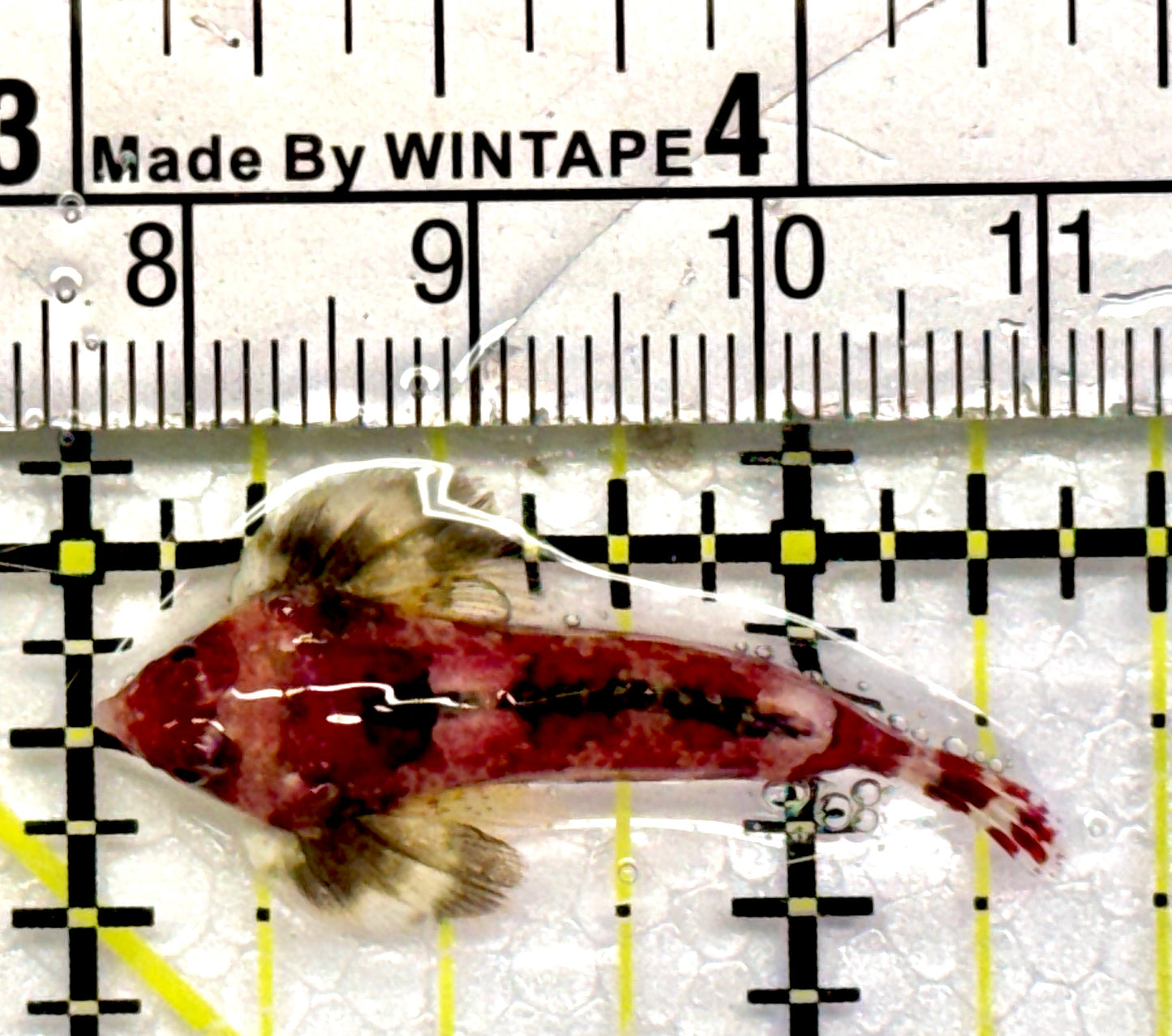 Red Scooter Dragonet RSD101103 WYSIWYG Size: S 1.25"