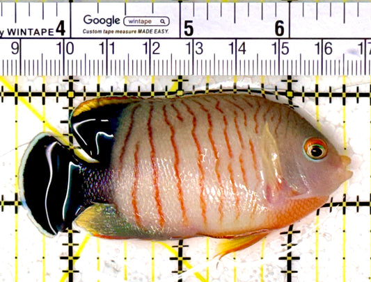 Eibli Angelfish EA111801 WYSIWYG Size: XL 3" approx