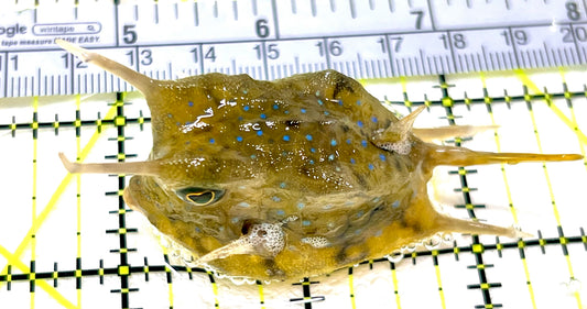 Longhorn Cowfish LC072205 WYSIWYG Size: L 3.5" approx