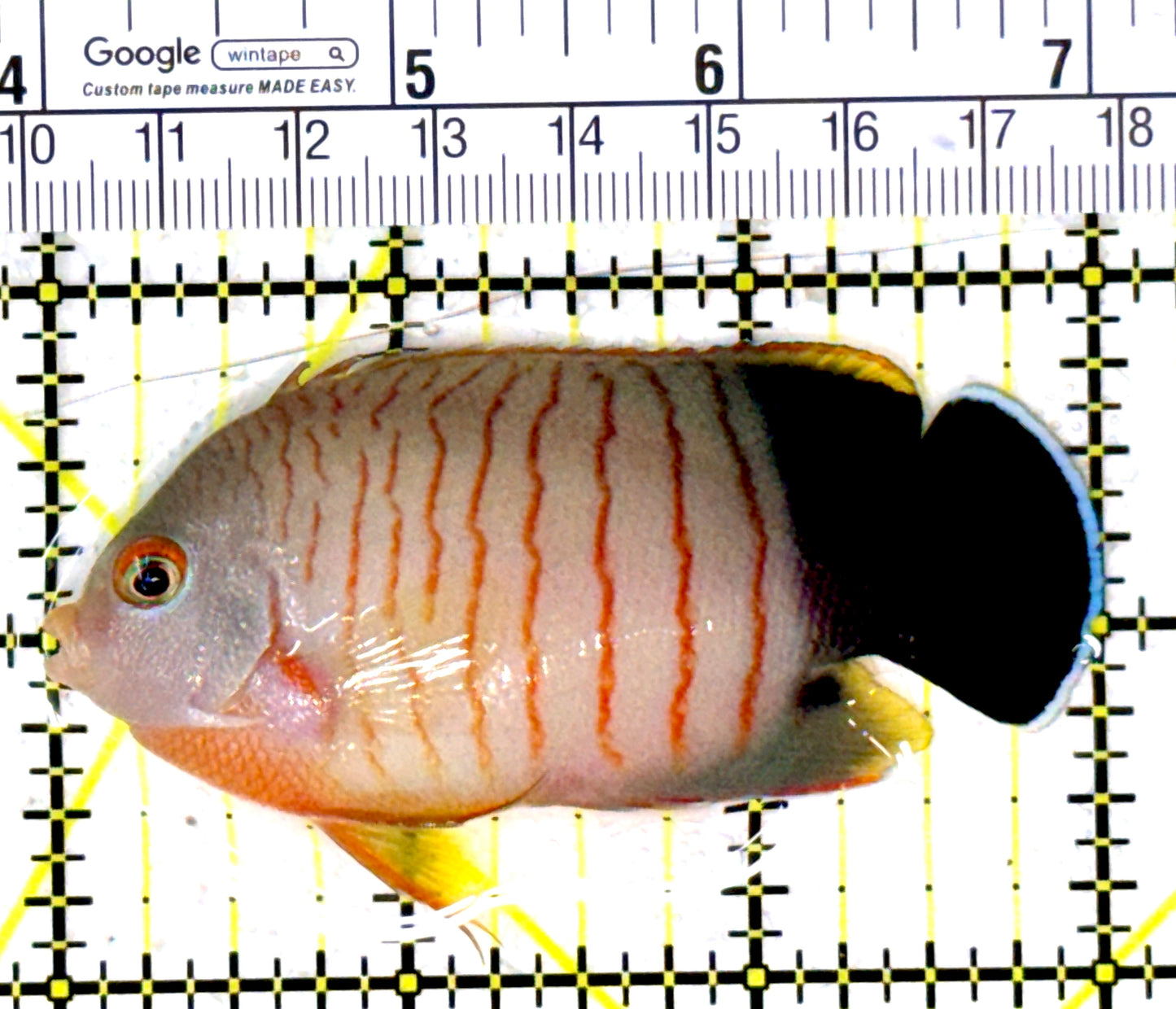 Eibli Angelfish EA111801 WYSIWYG Size: XL 3" approx