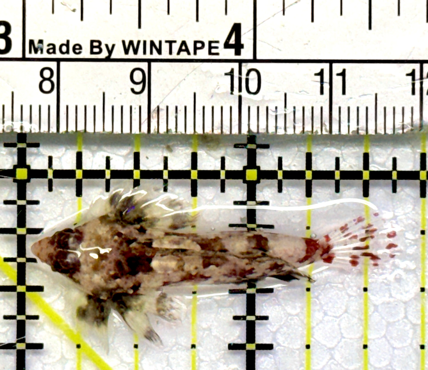 Red Scooter Dragonet RSD101104 WYSIWYG Size: S 1.5"